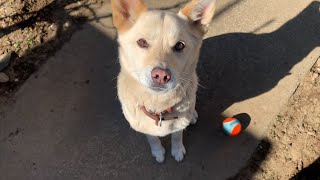 一緒に遊んでくれる白い犬と近くで安心くれる猫