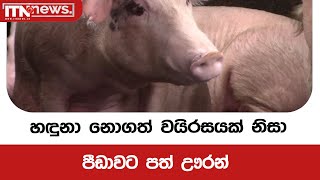 හඳුනා නොගත් වයිරසයක් නිසා පීඩාවට පත් ඌරන්