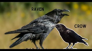 Crows Vs Ravens: How to Tell Them Apart