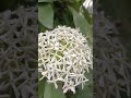 flower flower white color beautiful 😍 natural flowers pictures green leaf 💐