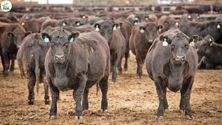 23 Million Wagyu Beef In Australia Are Raised This Way - Australia Farming