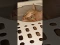 猫猫探头🐱🐱没有边界感的铲屎官人家在💩 猫ミーム cat 猫猫 cute 小猫咪 pet博 貓 pets