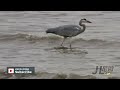 【jl尼歐】canon powershot sx70 hs 65x zoom test migratory birds in kinmen 金門候鳥 4k 直出影片合集