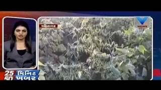 Mahisagar: Farmers arrested, ganja plants confiscated | VTV Gujarati