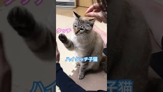 ねこやなぎトゥータン　ハイタッチ子猫　#保護猫  #子猫  #猫動画 #ウチの子てんしゃいかもしれない