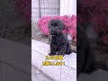 【トイプードル】小型犬さんのお散歩トレーニング 【プロのトレーニング風景公開！】