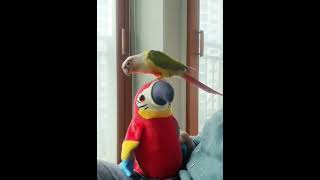 [🦜앵뽀💋] 🎶 자꾸 널 보면 탐이 탐이 나~ 해야 해야 해야~ #fyp #shorts #pets #parrot #앵무새 #funny #cute