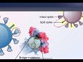 【科普漫遊001】新冠肺炎omicron偽裝術