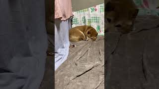 寒すぎてキツネ化する柴犬が可愛い