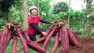 Super large cassava harvest   How to make cassava starch at home  Lucia daily life