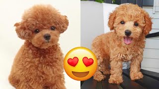 Toy Poodle — Cute And Funny Videos And Tik Toks Compilation | Teacup Poodle