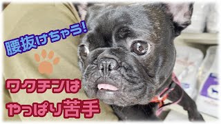 Vol.98 【フレンチブルドッグ】ワクチン接種　診察台でドキドキ【French bulldog