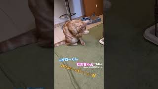 #わが家のニャンTube☆#コタローくんとむぎちゃん #コタロー #cat #ねこ #猫のいる暮らし