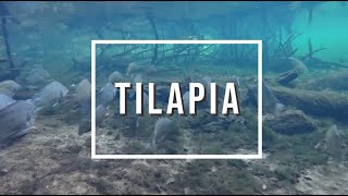 Coastal Invasive Species - Tilapia - FISAW 2020