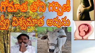 గోమాత తోని గర్భిణీ స్త్రీ విశ్వమాత అవును