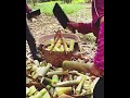 king bamboo shoots harvesting watch full vd @hailingoschool