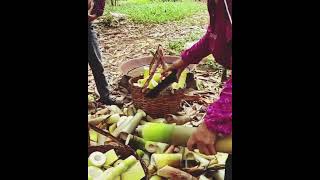 King bamboo shoots harvesting | Watch full VD @hailingoschool