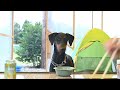 那須成功山オートキャンプ場 1 52 doberman ドーベルマン 那須成功山オートキャンプ場