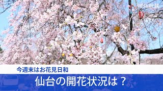 今週末はお花見日和　仙台の桜 開花状況は？（2023年3月29日撮影）