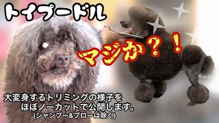 こんなに変わる？！汚犬からショーカット風に大変身♪コンチネンタルクリップのペットスタイルです♪