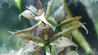 Orquideas silvestres tropicales