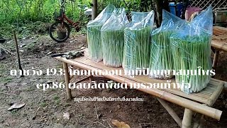 ตาหวัง 193: โคก หนอง นา ภูมิปัญญาสมุนไพร ep.86 ผลผลิตพืชตามรอยเท้าพ่อ