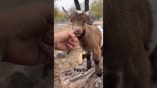 goat's kid sound #shorts #viral #animals #petlover #animalsounds #shortvideo #ytshorts #viralvideo