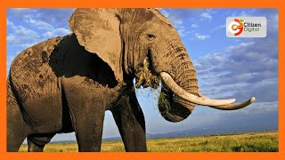 Drought kills  elephants | 5 elephants have died in Amboseli National Park