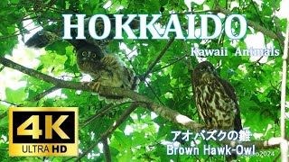 [4K]アオバズクの雛 Brown Hawk-Owl chicks