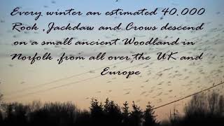 Rook ,Jackdaw and Crows in Their Thousands