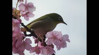 Yodo waterway. A white-eye came to Kawazu-zakura in full bloom - March 7, 2021