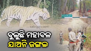 Tiger scare in Keonjhar, 3 panchayats on high alert by forest department || Kalinga TV