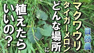 【自然農】マクワウリ（タイガーメロン）どんな場所に植えたらいいの？　2024年6月5日【natural farming】