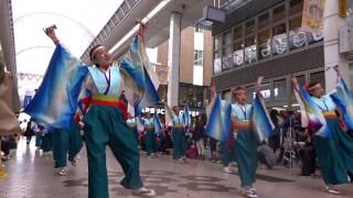 京町・新京橋ゑびすしばてん連　～土佐のおきゃく2017よさこい春の舞～