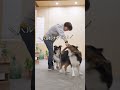 くまさんのぬいぐるみで遊びたいボーダーコリーとオゥシー　 ボーダーコリー オーストラリアンシェパード dog