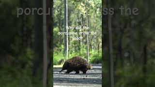 Silly Porcupine! Funny Animals Ep 56! 2025 #funnyanimal #funny