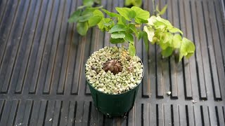 [品種紹介] 多肉植物 Discorea elephantipes [アフリカ亀甲竜]