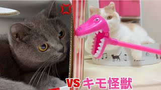 おもしろ怪獣vsねこちゃんズ／ぶりくんはちゅーるをぺろぺろできるのか？【ブリティッシュショートヘア、スコティッシュフォールド、ペルシャ】