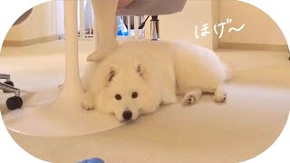 ［English subtitles］An evening with a pampered big dog【samoyed】