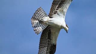 Hungry Osprey on the Hunt Full #bird #osprey #birdofprey