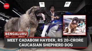 Meet Cadabom Hayder, Rs 20-crore Caucasian Shepherd dog