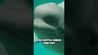 😱Superhero Beluga Whale’s Unbelievable Rescue 😱#shorts #viral #trending