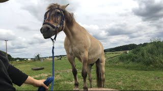 イケメン元競走馬と弟フィヨルドホースの遊び兼お散歩　🐴👩🏼🐴👩🏻☺️