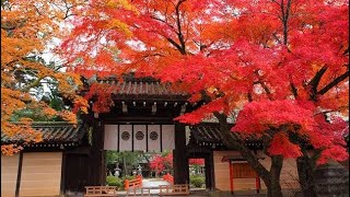 京都でゆったり紅葉を楽しむ！今宮神社に潜入！