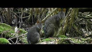 Tasmania Travel Video Guide, Convicts and Forests