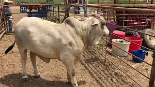 Brahman Bull, #71415 | Cattle for sale