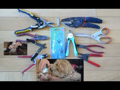 DIY Dog Nail Cutting Using Your Own Tools or Dog Nail Clippers DIY Dog Nail Cutting Using Your Own Tools or Dog Nail Clippers