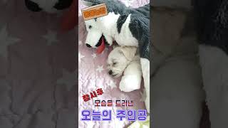 대형 인형품에서 낮잠자는 오늘의 주인공 #shorts #댕댕이  #귀여운 #동물농장 #말티즈 #cute #TV동물농장 #잔디 #cutedog