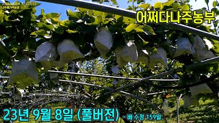 (풀) 어쩌다나주농부 - 23년 9월 8일 #추석 #꼬다마 #맛보기 #무대재배 #경매장 #15과 #호밀 # 무경운 #초생재배 #나주배 #신고배 #어쩌다나주농부 #나주배가족농장