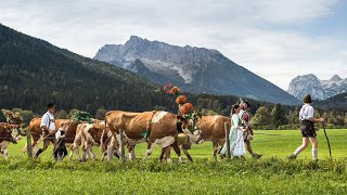 Almabtrieb am Königssee